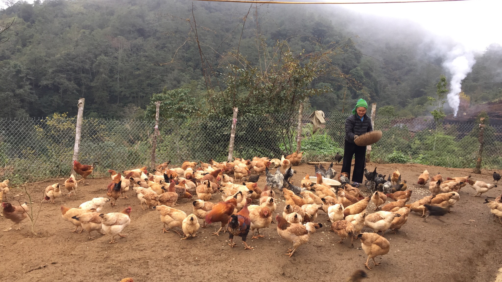 Mô hình nuôi gà của gia đình chị Vàng Thị Seo - Thôn Lao Pờ